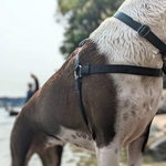 Coal PNW Dry Harness on a brown and white dog at the water's edge
