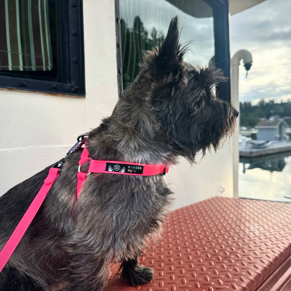 PNW Dry Harness