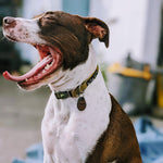 PXL_20221028_204420797.PORTRAIT