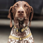 German Shorthaired Pointer wearing a Toast PNW Dry Harness, front view