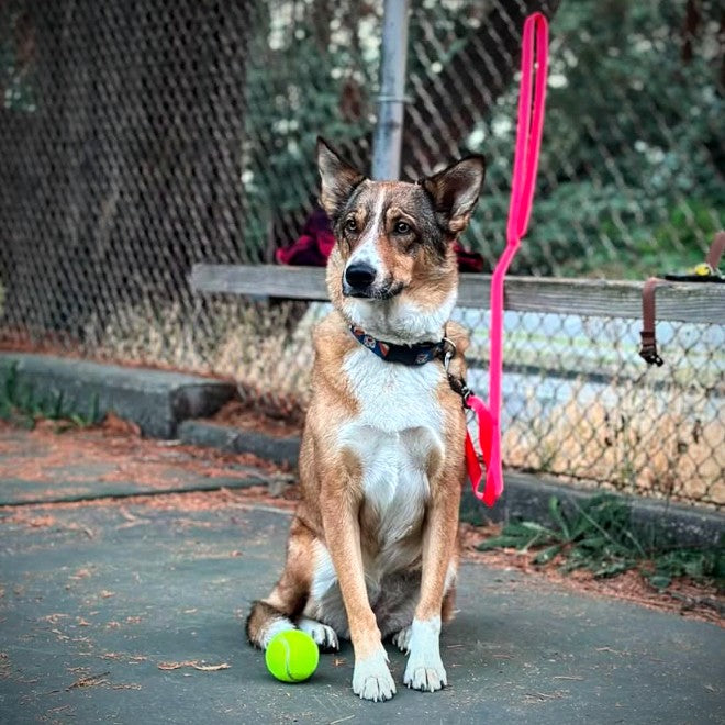 A tan and white dog sitting on a court next to a tennis ball, clipped to a Max Pink Hambos leash