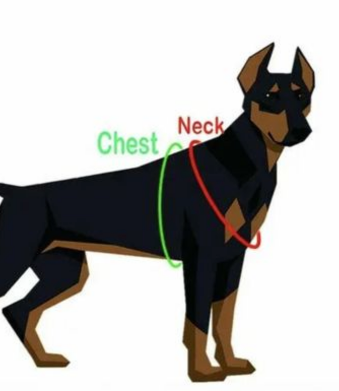 Where to measure your dog: around the chest behind the front legs, and around the neck