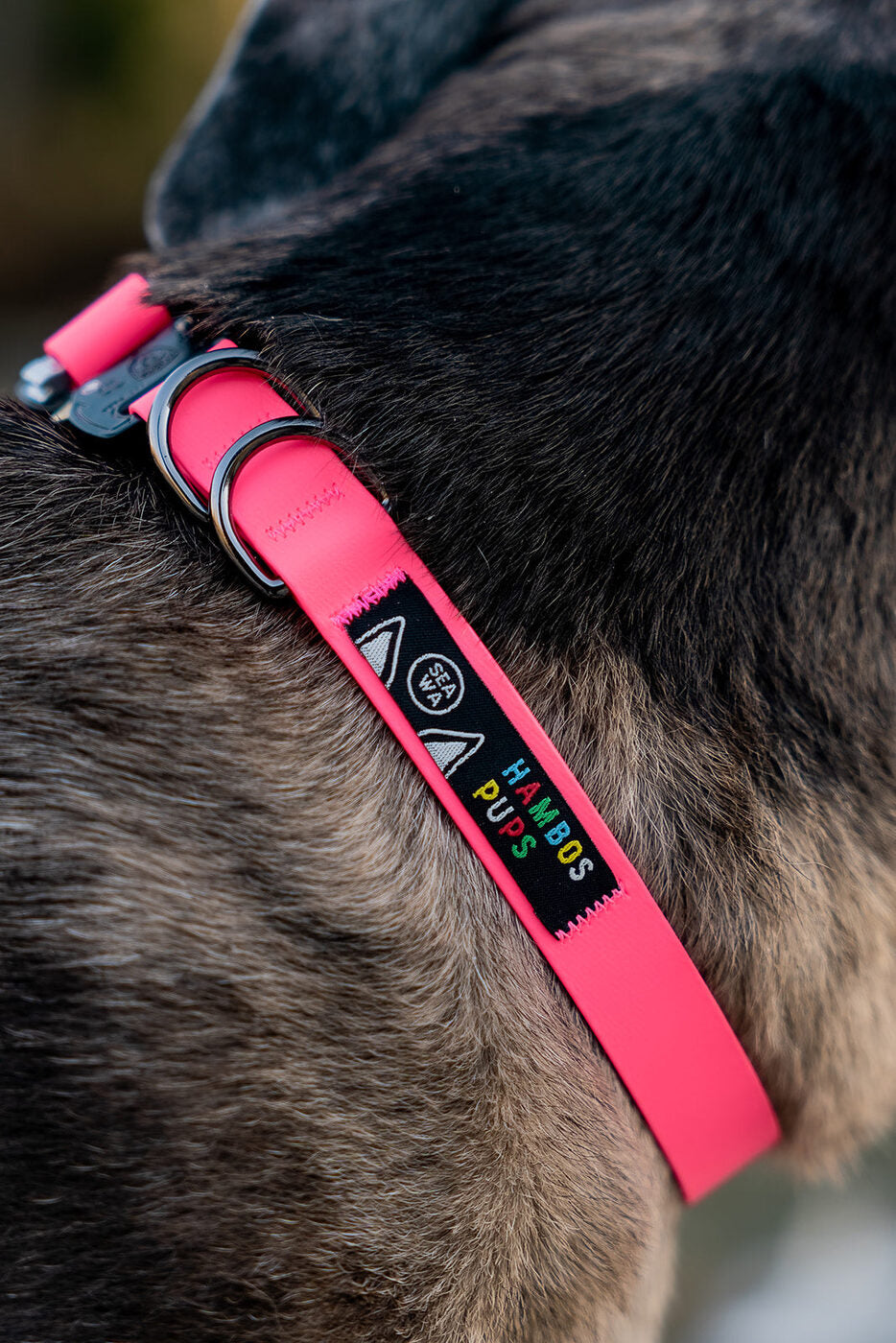 A dog in a coral collar by the river