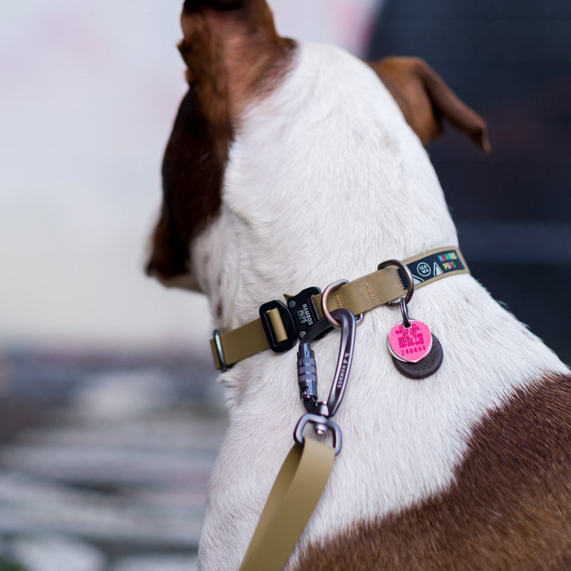 Dog wearing a Toast PNW Dry Collar with a carabiner and pink ID tag