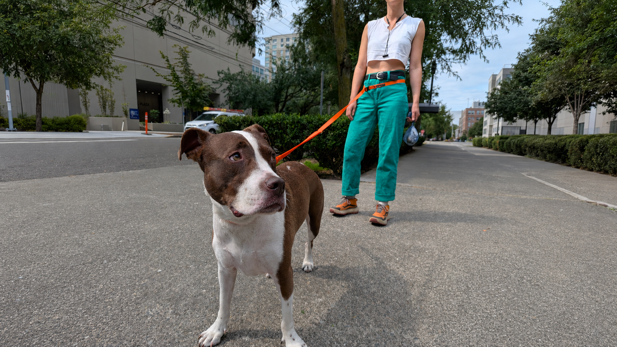 Hands Free - 3 in 1 Leash