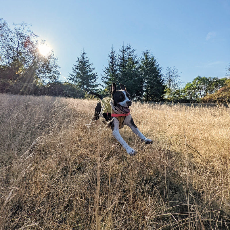 Dog running through tall grass in a Hambos harness