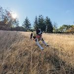Dog running through tall grass in a Hambos harness