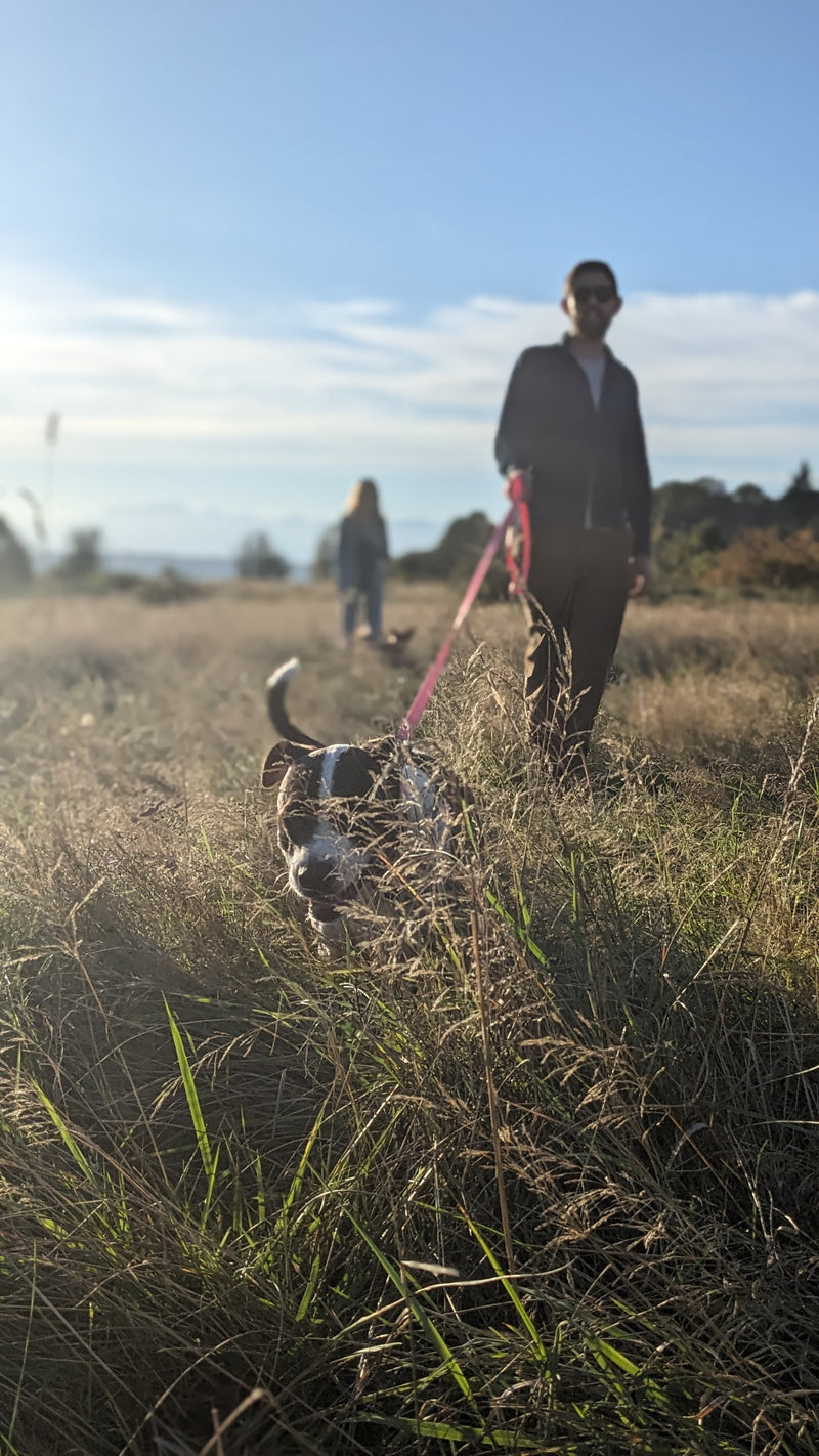 Dog running through a grassy field trailing a Max Pink drag line