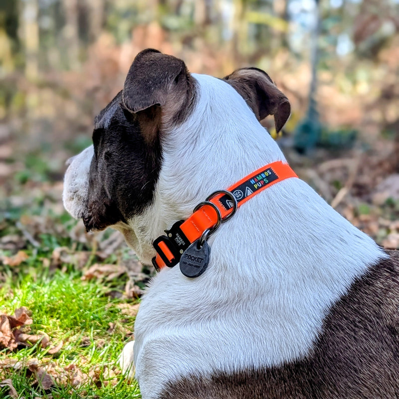 White and brown dog wearing a Hunter Orange Hambos collar