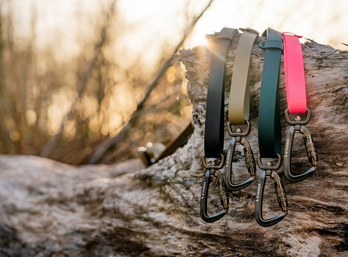 Four leashes draped on driftwood at golden hour